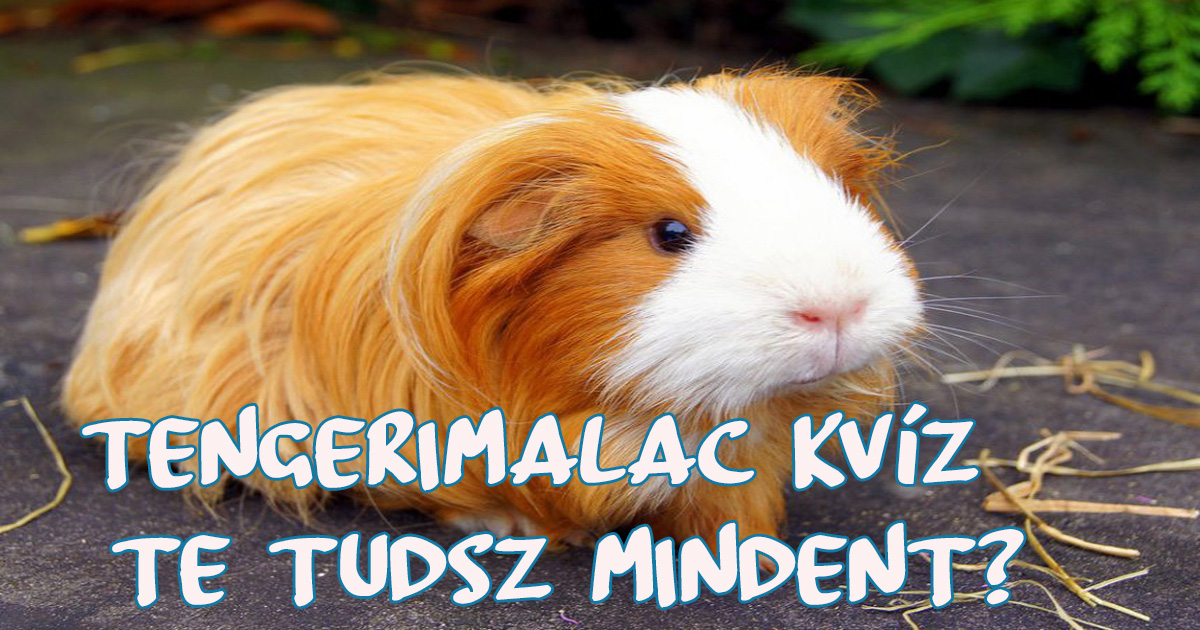 hogyan lehet tesztelni a tengerimalac látását